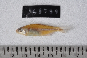  ( - LBPV-43759)  @12 [ ] Unspecified (default): All Rights Reserved (2012) Camila S. Souza Universidade Estadual Paulista, Lab de Biologia e Genetica de Peixes