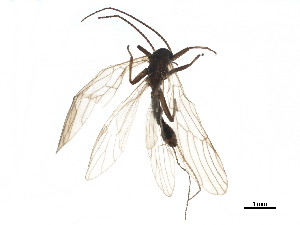  (Capnia excavata - 08BKEPT-126)  @11 [ ] CreativeCommons - Attribution (2019) CBG Photography Group Centre for Biodiversity Genomics