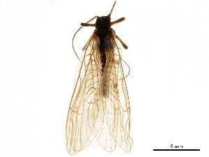  (Oemopteryx glacialis - 08BKEPT-131)  @11 [ ] CreativeCommons - Attribution (2019) CBG Photography Group Centre for Biodiversity Genomics