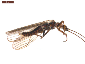  (Taenionema pallidum - BIOUG00638-B07)  @14 [ ] CreativeCommons - Attribution (2011) Centre for Biodiversity Genomics Centre for Biodiversity Genomics