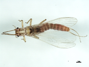  ( - 09BKSTO-054)  @13 [ ] CreativeCommons - Attribution (2010) CBG Photography Group Centre for Biodiversity Genomics