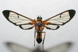  ( - 07-SRNP-107166)  @14 [ ] CreativeCommons - Attribution Non-Commercial Share-Alike (2008) Daniel H. Janzen Guanacaste Dry Forest Conservation Fund