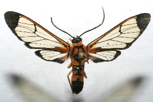  ( - 07-SRNP-107499)  @14 [ ] CreativeCommons - Attribution Non-Commercial Share-Alike (2008) Daniel H. Janzen Guanacaste Dry Forest Conservation Fund