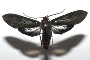  ( - 07-SRNP-107568)  @14 [ ] CreativeCommons - Attribution Non-Commercial Share-Alike (2008) Daniel H. Janzen Guanacaste Dry Forest Conservation Fund