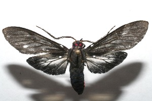  ( - 07-SRNP-107569)  @14 [ ] CreativeCommons - Attribution Non-Commercial Share-Alike (2008) Daniel H. Janzen Guanacaste Dry Forest Conservation Fund