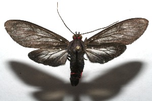  ( - 07-SRNP-107570)  @14 [ ] CreativeCommons - Attribution Non-Commercial Share-Alike (2008) Daniel H. Janzen Guanacaste Dry Forest Conservation Fund