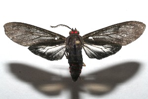  ( - 07-SRNP-107571)  @14 [ ] CreativeCommons - Attribution Non-Commercial Share-Alike (2008) Daniel H. Janzen Guanacaste Dry Forest Conservation Fund