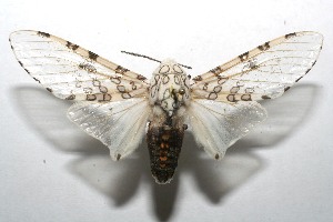  ( - 07-SRNP-107691)  @14 [ ] CreativeCommons - Attribution Non-Commercial Share-Alike (2008) Daniel H. Janzen Guanacaste Dry Forest Conservation Fund