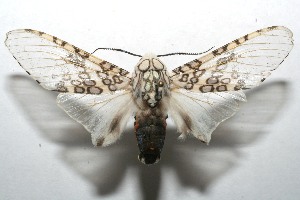  ( - 07-SRNP-107692)  @14 [ ] CreativeCommons - Attribution Non-Commercial Share-Alike (2008) Daniel H. Janzen Guanacaste Dry Forest Conservation Fund