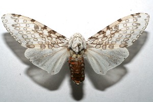  ( - 07-SRNP-107694)  @14 [ ] CreativeCommons - Attribution Non-Commercial Share-Alike (2008) Daniel H. Janzen Guanacaste Dry Forest Conservation Fund