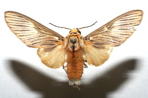  ( - 07-SRNP-109567)  @13 [ ] CreativeCommons - Attribution Non-Commercial Share-Alike (2008) Daniel H. Janzen Guanacaste Dry Forest Conservation Fund