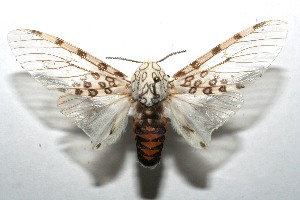  ( - 07-SRNP-109924)  @14 [ ] CreativeCommons - Attribution Non-Commercial Share-Alike (2008) Daniel H. Janzen Guanacaste Dry Forest Conservation Fund