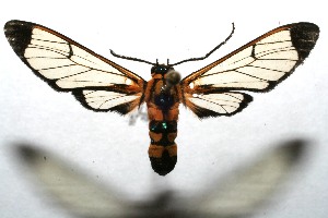  ( - 07-SRNP-110386)  @14 [ ] CreativeCommons - Attribution Non-Commercial Share-Alike (2008) Daniel H. Janzen Guanacaste Dry Forest Conservation Fund