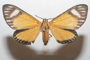  ( - 07-SRNP-111508)  @14 [ ] CreativeCommons - Attribution Non-Commercial Share-Alike (2008) Daniel H. Janzen Guanacaste Dry Forest Conservation Fund