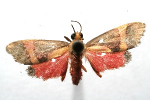  ( - 07-SRNP-112598)  @12 [ ] CreativeCommons - Attribution Non-Commercial Share-Alike (2008) Daniel H. Janzen Guanacaste Dry Forest Conservation Fund