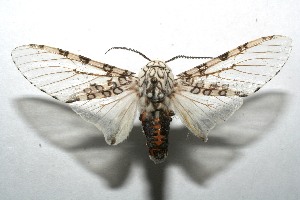  ( - 07-SRNP-113405)  @14 [ ] CreativeCommons - Attribution Non-Commercial Share-Alike (2008) Daniel H. Janzen Guanacaste Dry Forest Conservation Fund