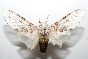  ( - 08-SRNP-100190)  @14 [ ] CreativeCommons - Attribution Non-Commercial Share-Alike (2008) Daniel H. Janzen Guanacaste Dry Forest Conservation Fund