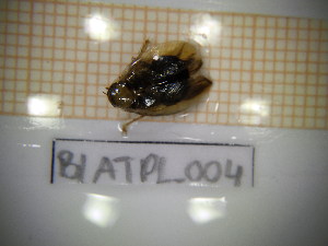  ( - BLATPL_004)  @11 [ ] CreativeCommons Attribution (2024) Dept Invertebrate Zoology and Hydrobiology, University of Lodz University of Lodz
