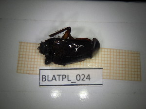  ( - BLATPL_024)  @11 [ ] CreativeCommons Attribution (2025) Dept Invertebrate Zoology and Hydrobiology, University of Lodz University of Lodz