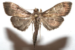  ( - 08-SRNP-100484)  @14 [ ] CreativeCommons - Attribution Non-Commercial Share-Alike (2008) Daniel H. Janzen Guanacaste Dry Forest Conservation Fund