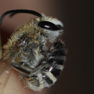  (Colletes roborovskyi - 2022COL01)  @11 [ ] CreativeCommons - Attribution Non-Commercial Share-Alike (2023) Unspecified Defence Institute of High Altitude Research