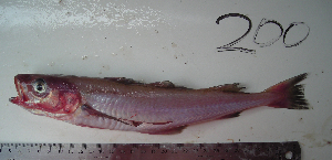  ( - ALS-200)  @13 [ ] No Rights Reserved (2013) Unspecified Coastal Marine Biolabs