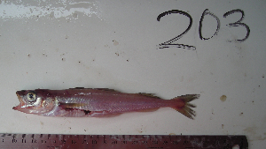  ( - ALS-203)  @14 [ ] No Rights Reserved (2013) Unspecified Coastal Marine Biolabs