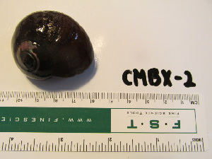  ( - CBMX-2)  @12 [ ] No Rights Reserved (2013) Unspecified Coastal Marine Biolabs