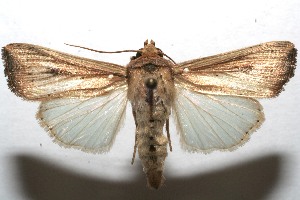  ( - 07-SRNP-104858)  @14 [ ] CreativeCommons - Attribution Non-Commercial Share-Alike (2010) Daniel H. Janzen Guanacaste Dry Forest Conservation Fund