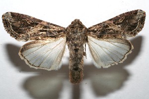  ( - 07-SRNP-105124)  @14 [ ] CreativeCommons - Attribution Non-Commercial Share-Alike (2010) Daniel H. Janzen Guanacaste Dry Forest Conservation Fund