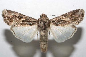  ( - 07-SRNP-107899)  @14 [ ] CreativeCommons - Attribution Non-Commercial Share-Alike (2008) Daniel H. Janzen Guanacaste Dry Forest Conservation Fund