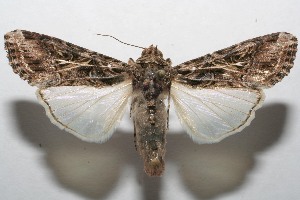  ( - 07-SRNP-107902)  @14 [ ] CreativeCommons - Attribution Non-Commercial Share-Alike (2008) Daniel H. Janzen Guanacaste Dry Forest Conservation Fund