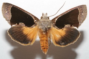  ( - 07-SRNP-107963)  @13 [ ] CreativeCommons - Attribution Non-Commercial Share-Alike (2008) Daniel H. Janzen Guanacaste Dry Forest Conservation Fund