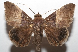  ( - 07-SRNP-108081)  @14 [ ] CreativeCommons - Attribution Non-Commercial Share-Alike (2008) Daniel H. Janzen Guanacaste Dry Forest Conservation Fund