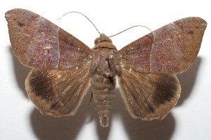  ( - 07-SRNP-108084)  @14 [ ] CreativeCommons - Attribution Non-Commercial Share-Alike (2008) Daniel H. Janzen Guanacaste Dry Forest Conservation Fund