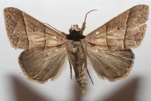  ( - 07-SRNP-108780)  @14 [ ] CreativeCommons - Attribution Non-Commercial Share-Alike (2008) Daniel H. Janzen Guanacaste Dry Forest Conservation Fund