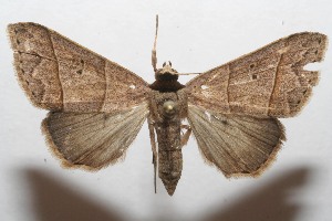  ( - 07-SRNP-108965)  @14 [ ] CreativeCommons - Attribution Non-Commercial Share-Alike (2008) Daniel H. Janzen Guanacaste Dry Forest Conservation Fund