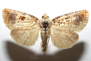  ( - 07-SRNP-111716)  @14 [ ] CreativeCommons - Attribution Non-Commercial Share-Alike (2008) Daniel H. Janzen Guanacaste Dry Forest Conservation Fund