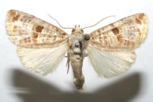  ( - 07-SRNP-113120)  @14 [ ] CreativeCommons - Attribution Non-Commercial Share-Alike (2008) Daniel H. Janzen Guanacaste Dry Forest Conservation Fund