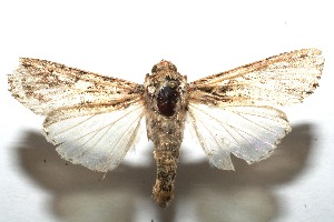  ( - 08-SRNP-100382)  @14 [ ] CreativeCommons - Attribution Non-Commercial Share-Alike (2008) Daniel H. Janzen Guanacaste Dry Forest Conservation Fund