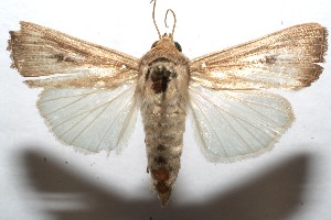  ( - 08-SRNP-100852)  @14 [ ] CreativeCommons - Attribution Non-Commercial Share-Alike (2008) Daniel H. Janzen Guanacaste Dry Forest Conservation Fund