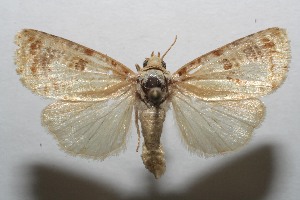  ( - 06-SRNP-106941)  @14 [ ] CreativeCommons - Attribution Non-Commercial Share-Alike (2007) Daniel H. Janzen Guanacaste Dry Forest Conservation Fund