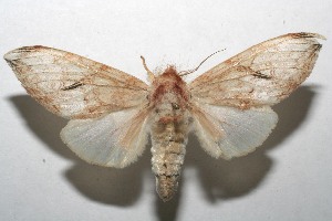  ( - 07-SRNP-107782)  @13 [ ] CreativeCommons - Attribution Non-Commercial Share-Alike (2008) Daniel H. Janzen Guanacaste Dry Forest Conservation Fund