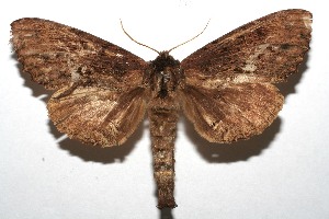  ( - 07-SRNP-110320)  @14 [ ] CreativeCommons - Attribution Non-Commercial Share-Alike (2008) Daniel H. Janzen Guanacaste Dry Forest Conservation Fund