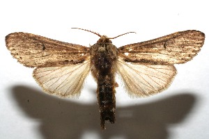  ( - 07-SRNP-111895)  @13 [ ] CreativeCommons - Attribution Non-Commercial Share-Alike (2008) Daniel H. Janzen Guanacaste Dry Forest Conservation Fund