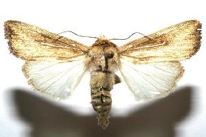  ( - 06-SRNP-100232)  @14 [ ] CreativeCommons - Attribution Non-Commercial Share-Alike (2006) Daniel H. Janzen Guanacaste Dry Forest Conservation Fund