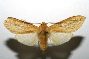  ( - 06-SRNP-100724)  @14 [ ] CreativeCommons - Attribution Non-Commercial Share-Alike (2006) Daniel H. Janzen Guanacaste Dry Forest Conservation Fund