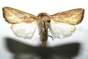  ( - 06-SRNP-100793)  @14 [ ] CreativeCommons - Attribution Non-Commercial Share-Alike (2006) Daniel H. Janzen Guanacaste Dry Forest Conservation Fund