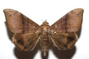  ( - 06-SRNP-100900)  @14 [ ] CreativeCommons - Attribution Non-Commercial Share-Alike (2006) Daniel H. Janzen Guanacaste Dry Forest Conservation Fund