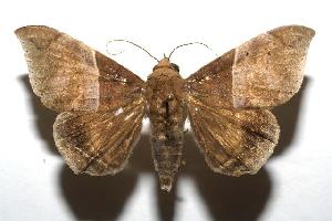  ( - 06-SRNP-100914)  @14 [ ] CreativeCommons - Attribution Non-Commercial Share-Alike (2006) Daniel H. Janzen Guanacaste Dry Forest Conservation Fund